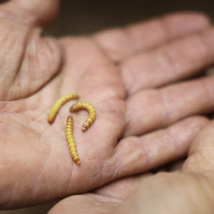 Giant Mealworms - 10,000 count